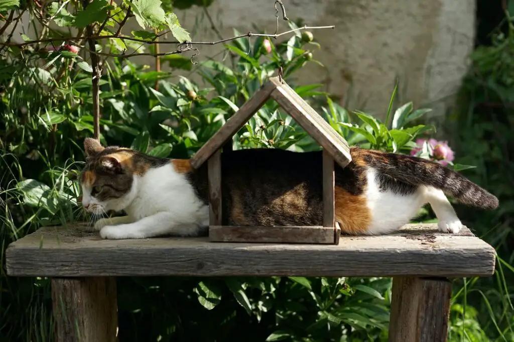 Wildlife Won't Be Harmed By Indoor Cats