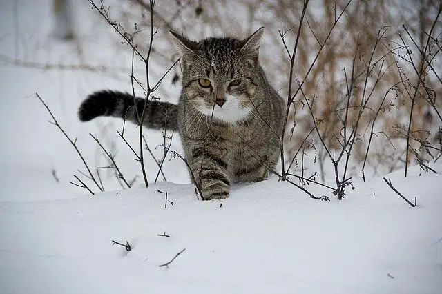 cat in bad weather