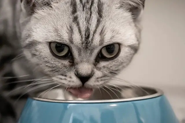 indoor cat eating
