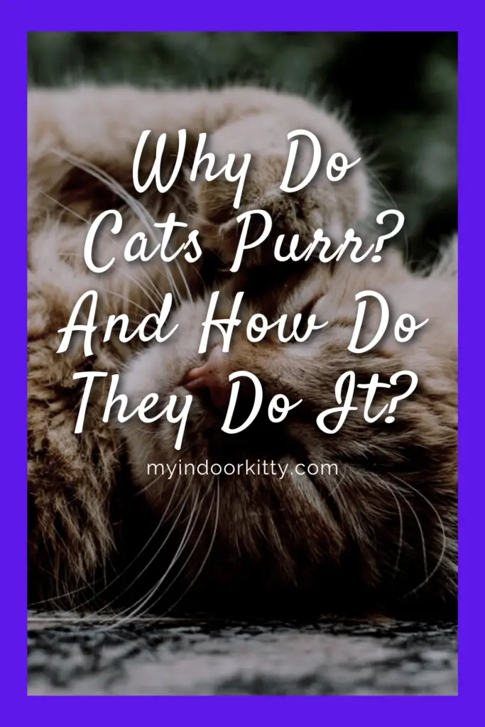 Why Do Cats Purr? And How Do They Do It?