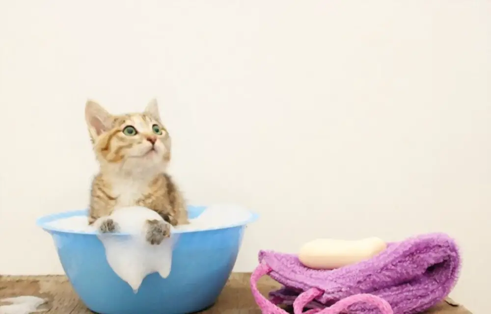 Bathing Your Cat