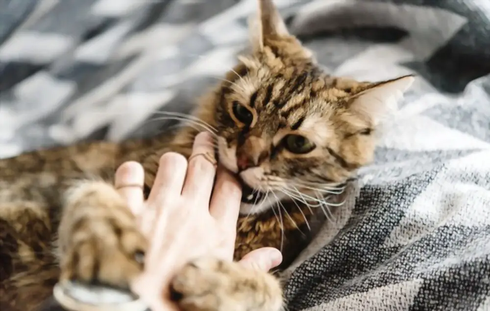 Cat biting owners hand