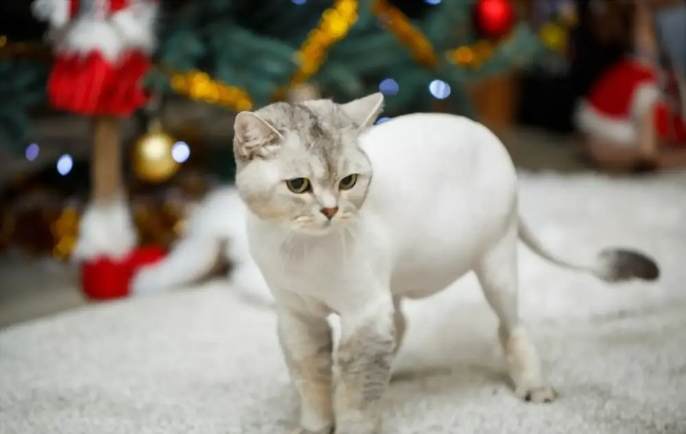 Cat growing its hair back