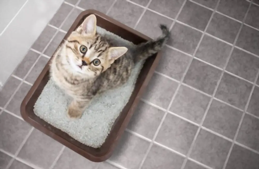 What is the best cat litter