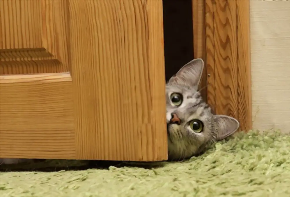 cat looking between door