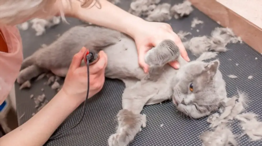 shaving your cat