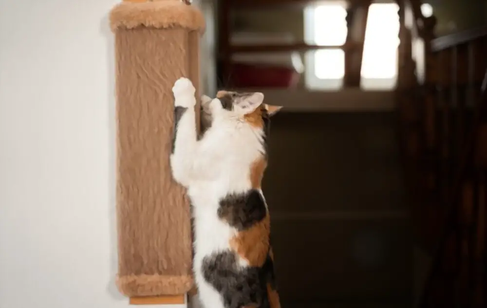Cat sharpens its claws on scratching post