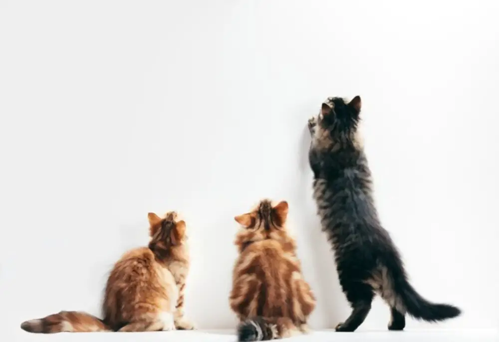 cats looking up the wall