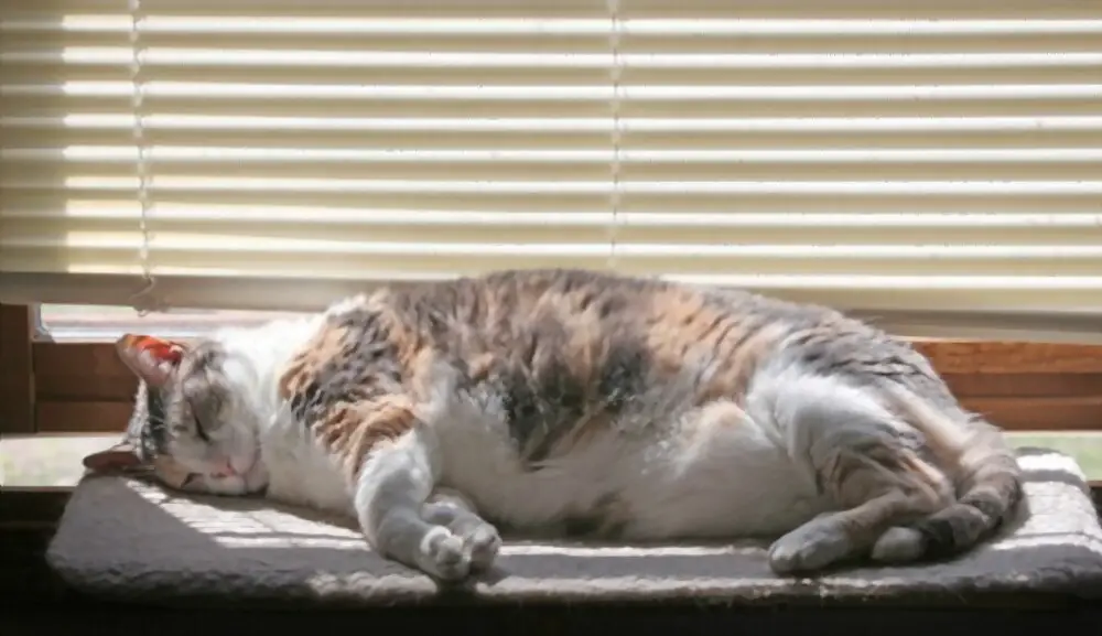 cat lying on perch window