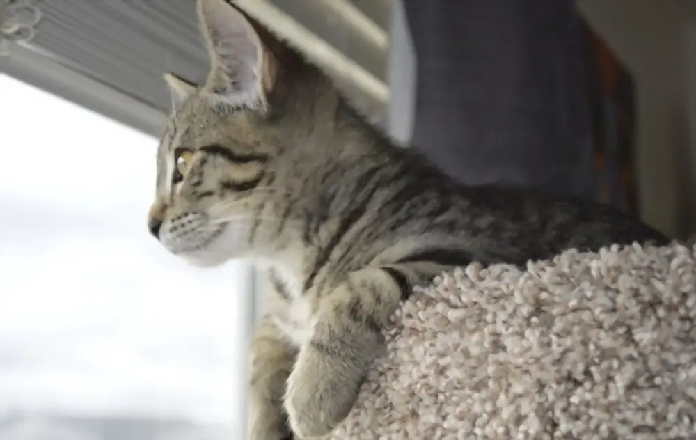 kitten stares out the window from his tall perch