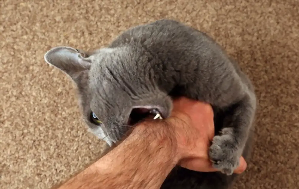 How to Handle Your Cats Aggression