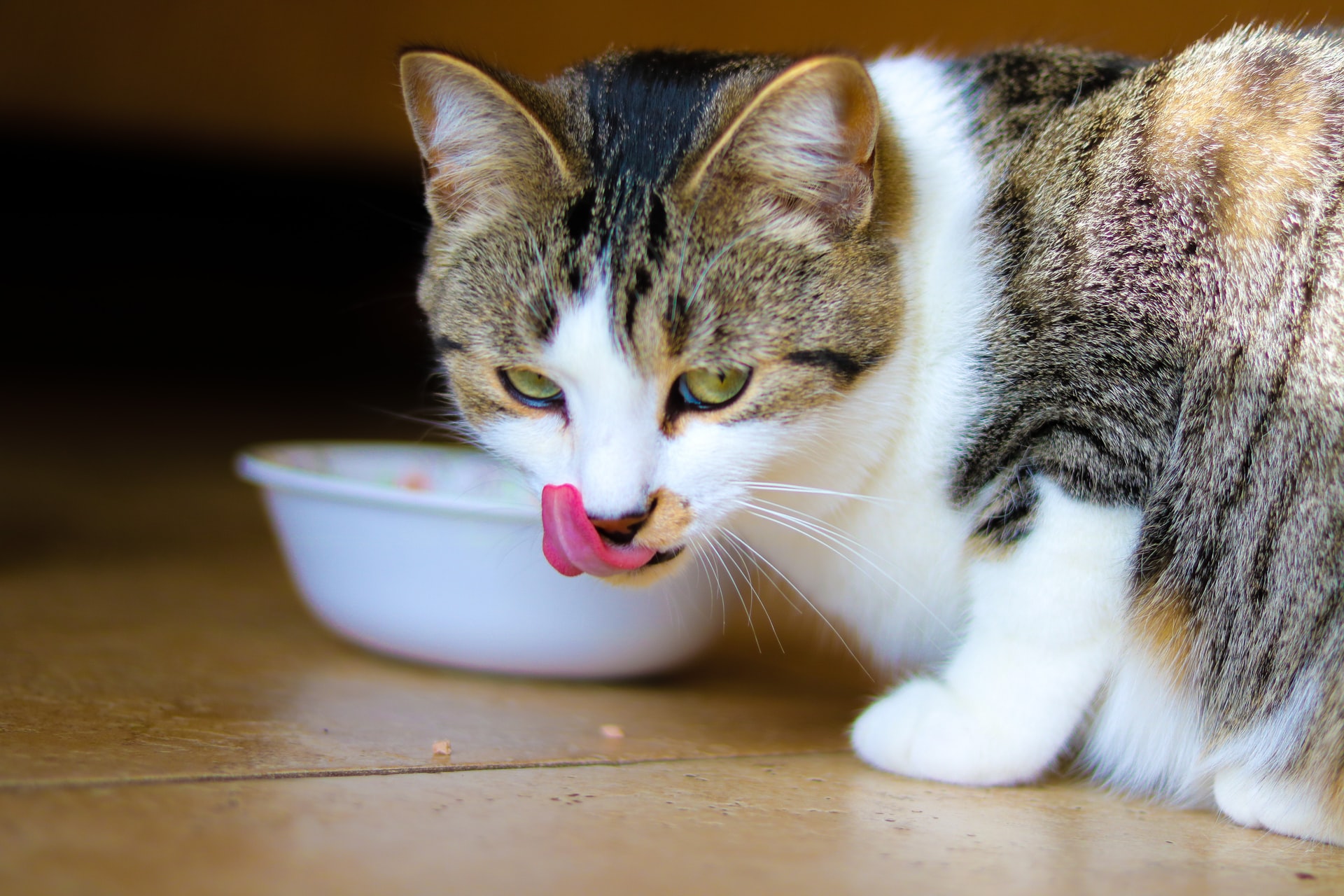 Why Does Cat Food Smell So Bad?