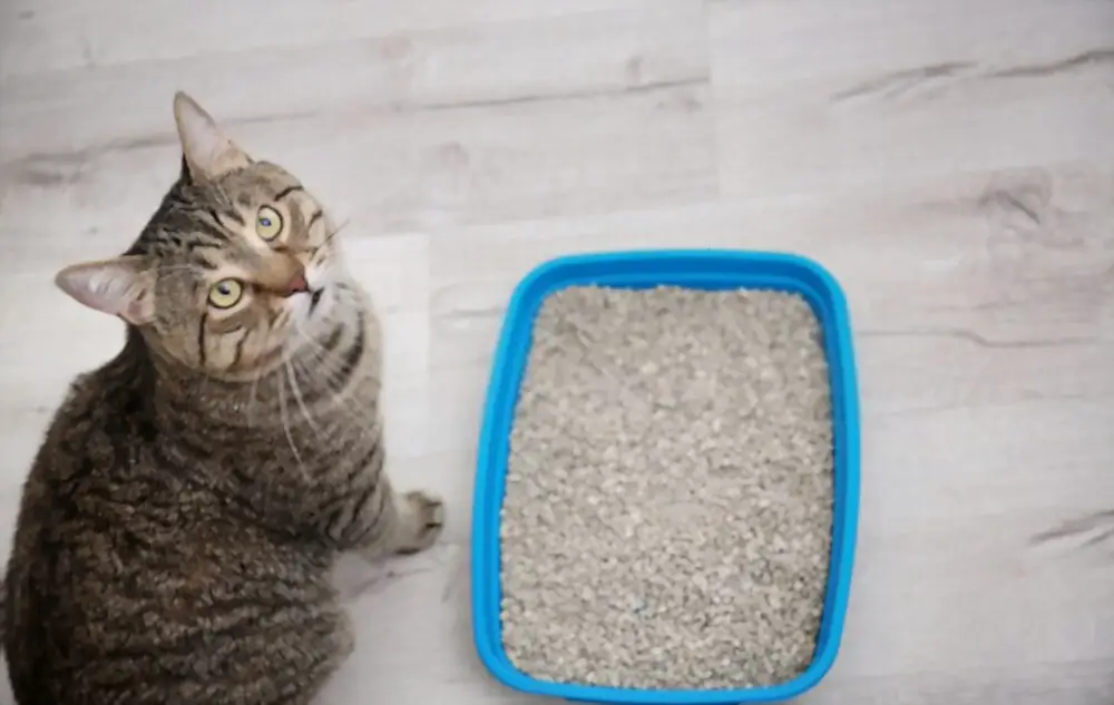 How To Dispose Of Cat Litter