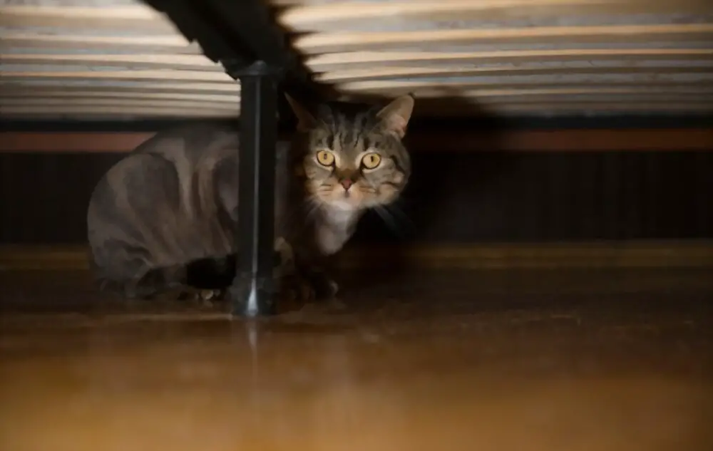 My Cat Hiding Under My Bed