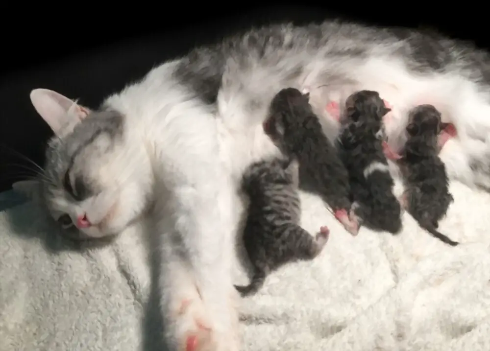 cat mom with newborn kittens