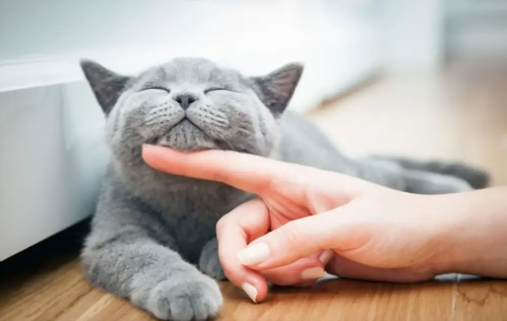 cat petting