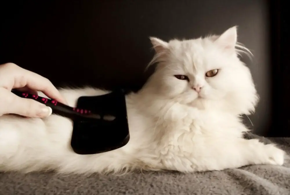 combing a white Persian cat