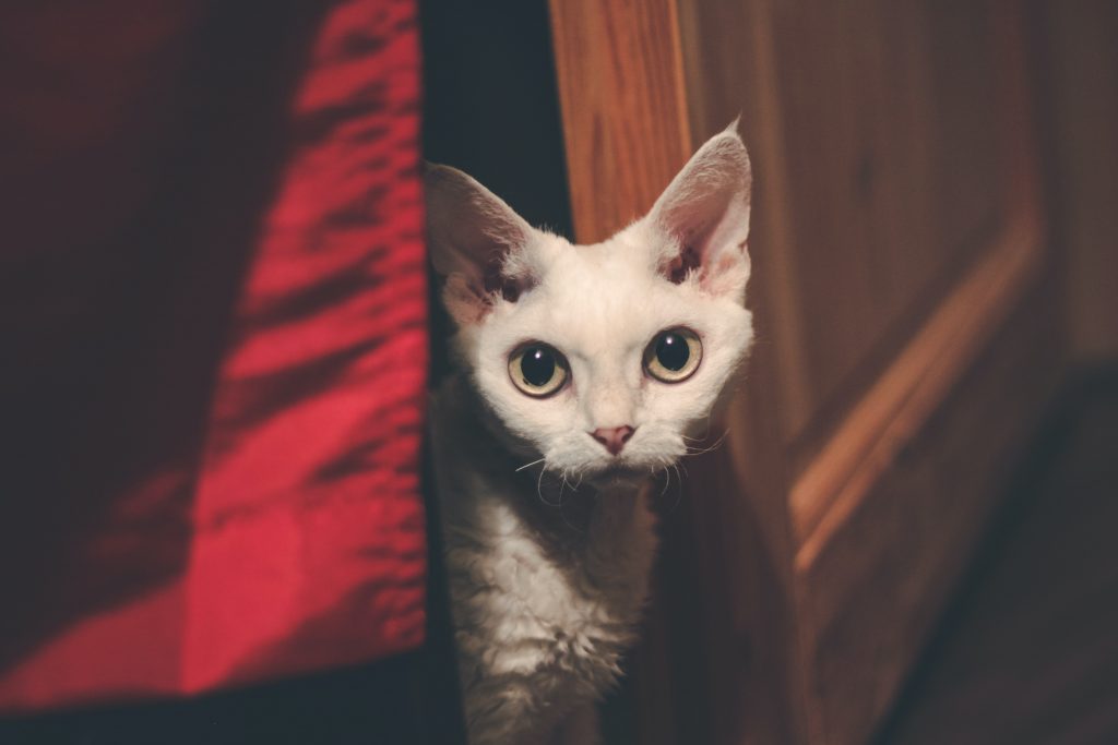 Are Devon Rex Cats Easy To Take Care Of