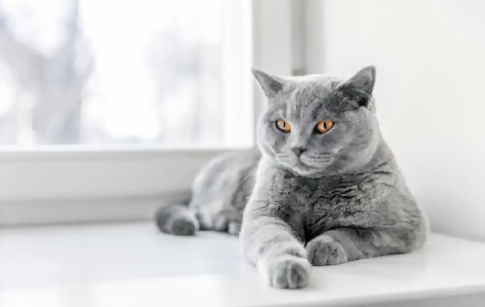 Should British Shorthair Cats Go Outside?
