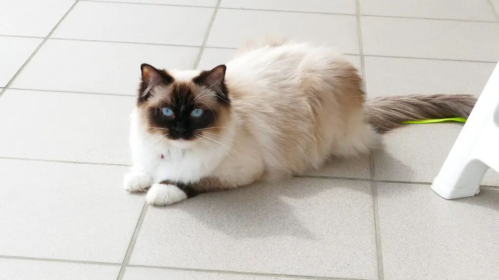 What Are The Pros Of Having A Ragdoll Cat