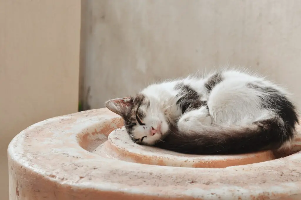 Why Do Cats Sleep In A Ball?