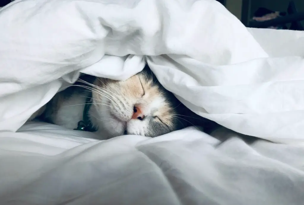 Cat Sleeping Habits Explained