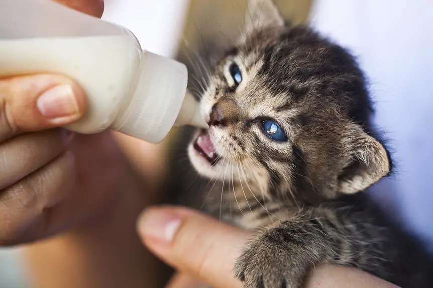 cats and lactaid milk