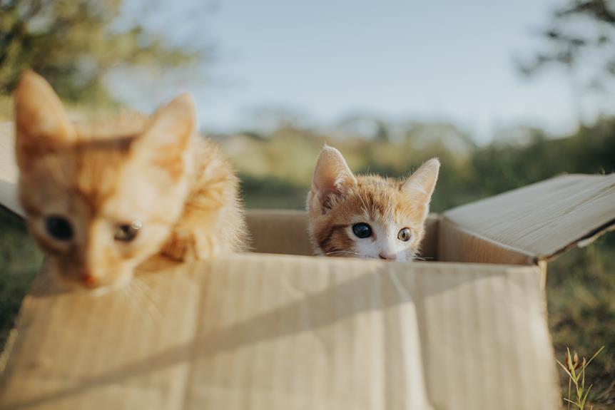 cats sharing litter box